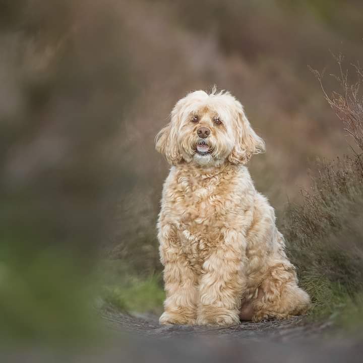 Fluffy dog in nature setting